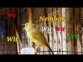 Pancingan Pleci Nembak Wit Wit Wit Cocok Buat Pleci Ombyokan Mp3 - Mp4 Download