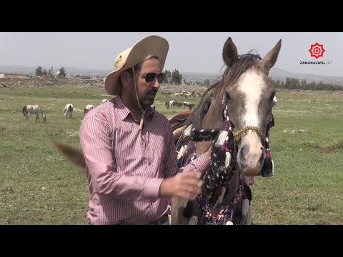 الخيل العربية الأصيلة جنوب سوريا آل الطح ان يملكون 150 رأسا تأكل وتلبس بالملايين