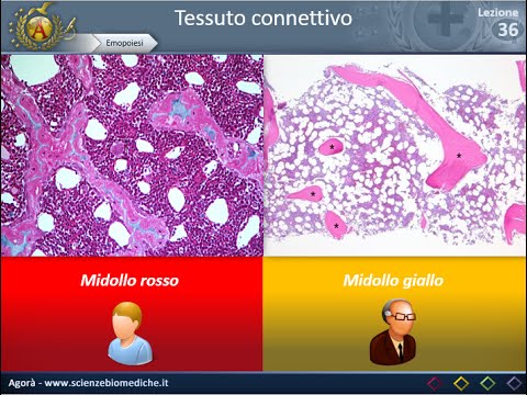 Istologia 36 - Tessuti emopoietici