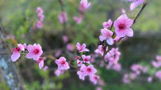 How I protect my peach, cherry and wisteria blossoms from frost damage