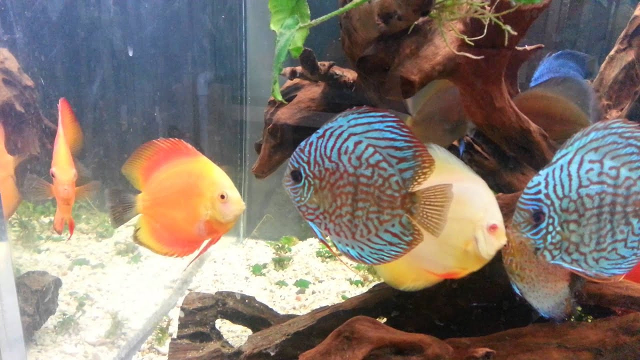 600 Gallon Acrylic Tank