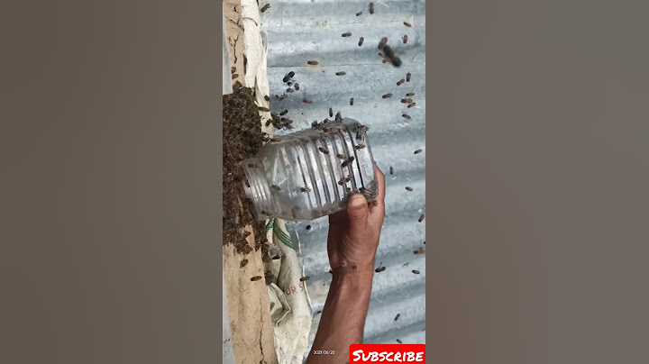 Honey Bees Going CraZy 🎉 | See how these shift their Home | 🔥🔥🔥