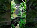 aquascape Guppy blue Moscow beautiful