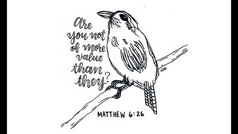 Matthew 6:26 ~ Look at the birds!