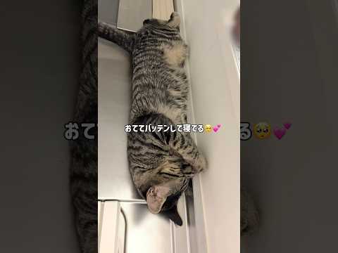 いないと思ったら🥹 #猫のいる暮らし #保護猫 #多頭飼い #子猫 #キジトラ