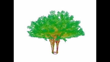 Watch a generative art tree grow