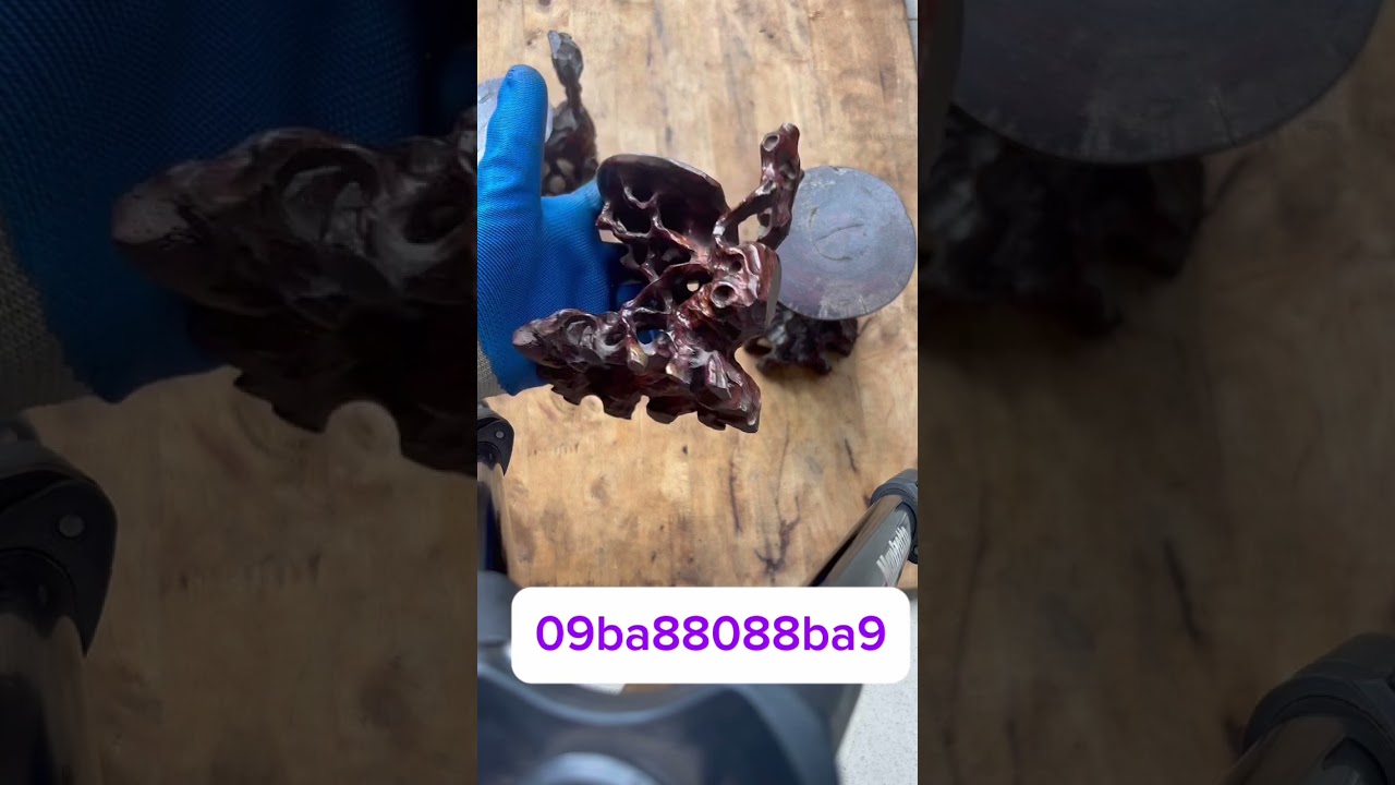 Giao pưu chia sẽ ae đam mê nghệ thuật bonsai #bonsai #bonsaiart #bonsaivietnam #bonsaimini