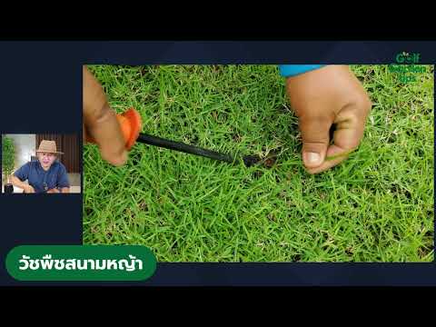 วีดีโอ: การควบคุมต้นตะบองเพชรสูง: วิธีกำจัดตะไคร่สูงในสนามหญ้า