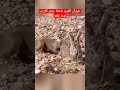 حيوان الغرير قحط جحر الارنب لوما قلعه 