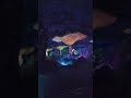 You Won’t Believe This DROP! Tiana’s Bayou Adventure POV