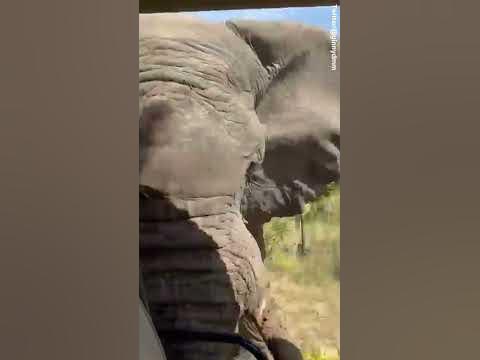 Terrifying moment elephant flips safari truck over killing tourist