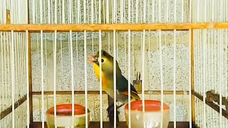 Chim Quế Lâm hót đấu hay - Kích chim nhanh sung mỗi ngày| Vườn Chim Cảnh