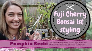 Starting a new Bonsai from nursery stock  Prunus incisa