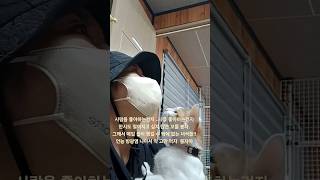 한시도 떨어지고 싶지 않은 봉자냥. 아무리 피곤해도 꼭 올수밖에 없는 ..