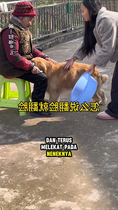 The dog was sulking because his favorite bowl was dented.