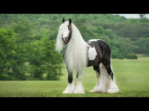 Video: Kentucky Mountain Saddle Horse