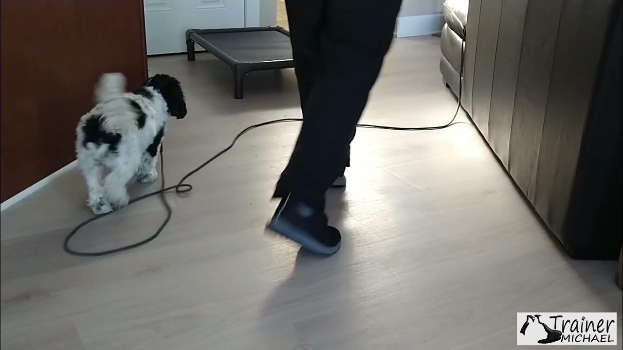 (pt1) Understanding Humane ECollar Communication & Conditioning YouTube