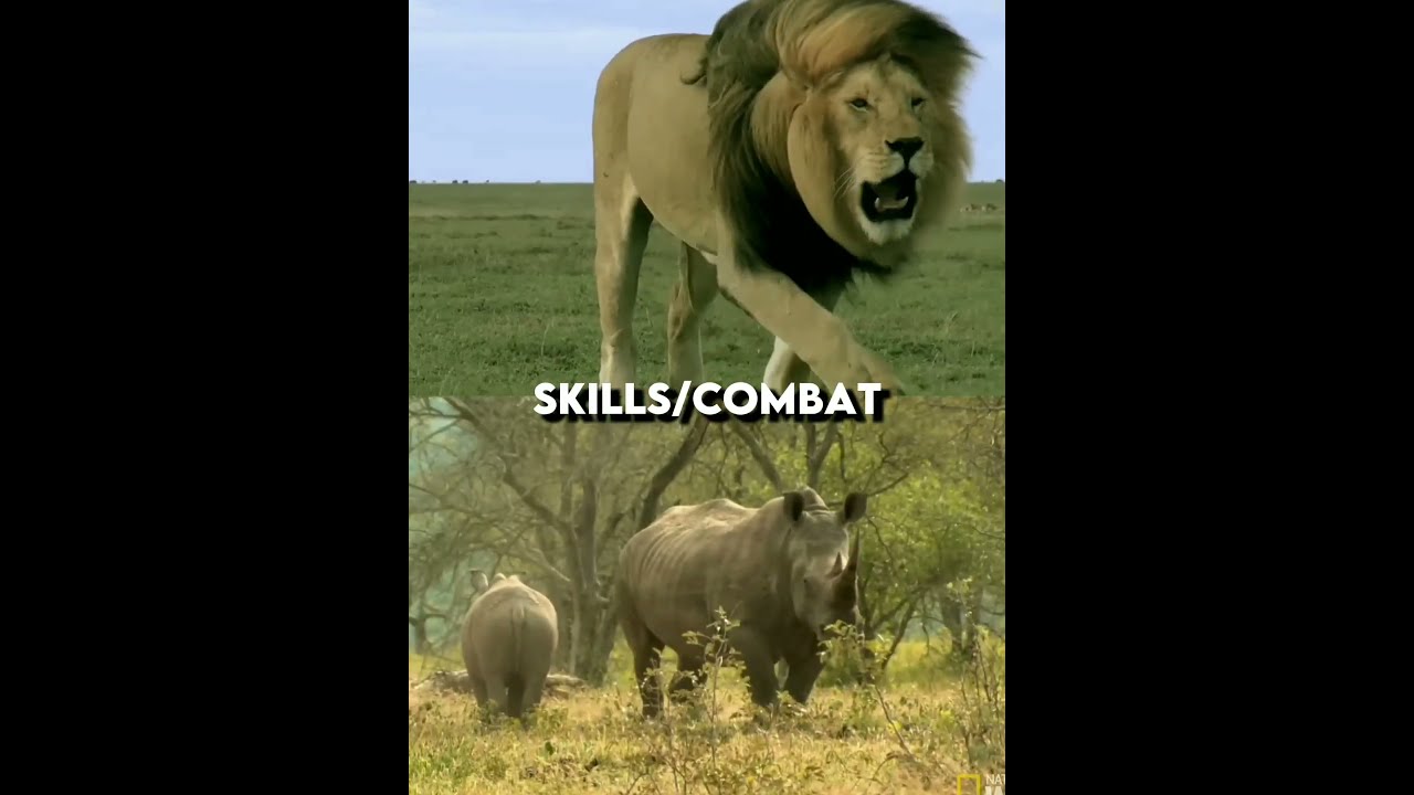 Lion VS Rhino Edit Shorts Lions