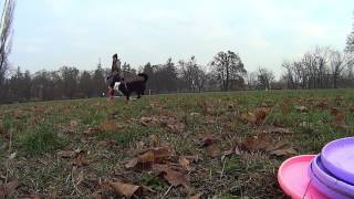 Joy - frisbee training 8.12.2015 by Lab&bc 509 views 8 years ago 1 minute, 55 seconds