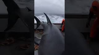 GREAT WHITE JUMPS ON DECK! INSANE Close Call!