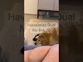 NÃO SEI COLOCAR LINK NO YOUTUBE. Alooo Havaianas manda carregamento pro cleitao #goldenretriever