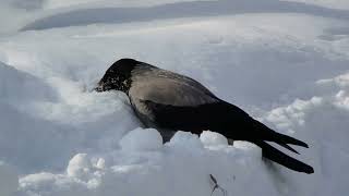 Очень важная ворона / A very important crow
