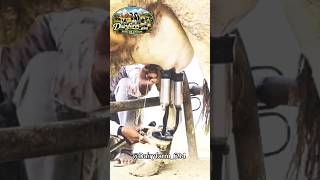 dairy milk shorts #shorts #cow #farming #cowmilk #dairymilk #youtubeshorts #dairyfarm