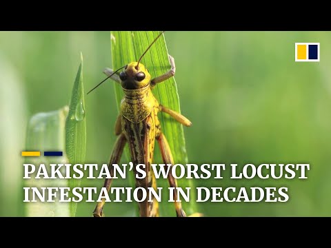 Locust invasion devastates crops as Pakistan suffers worst infestation in two decades