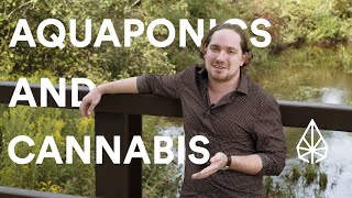 Does Aquaponics Impact the Quality of Cannabis?
