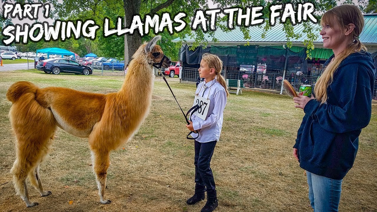 pets and animals for sale Showing Llamas at the Fair (Part 1 - Showmanship)