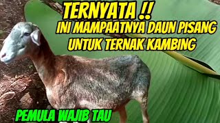 It turns out that these are the benefits of banana leaves for goat farming.