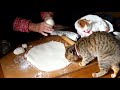 しろと餅つき機で餅つき pounding mochi and cat 191227