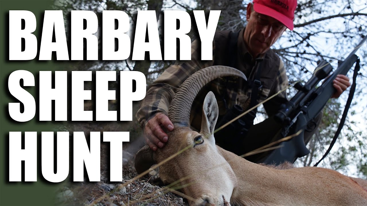Barbary Sheep Hunt