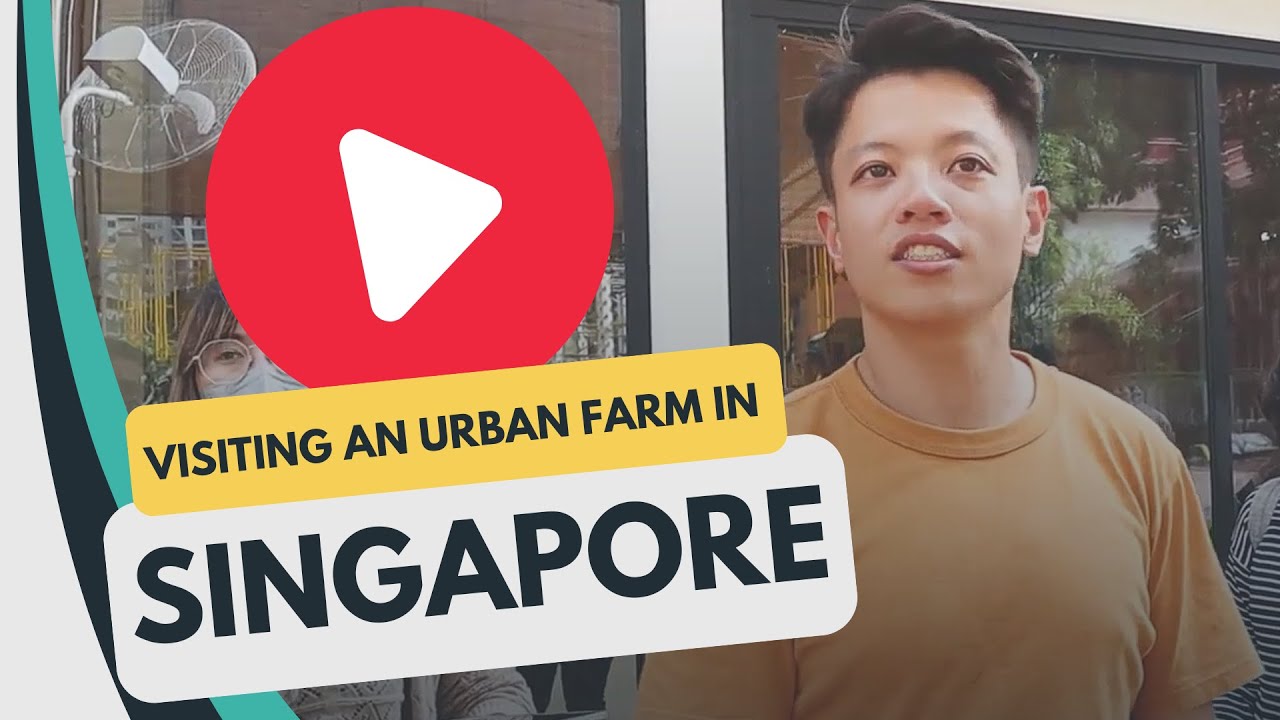 Посещение City Sprouts, городской фермы в Сингапуре