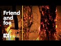 Fire power – Australia’s friend and foe | Living with Fire #1 | ABC Australia