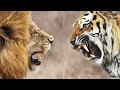 Тигр против Льва!Tiger vs Lion!новый тигровоз!)
