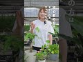 【迷わずここ】植物はレースカーテン越しの窓際に置けば間違いなし！