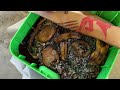 Making Worm Castings with a Stacking Worm Bin