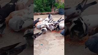 rajkumaryt পায়রা pigeon pigeons bengalivlog viral shorts status ytshorts bangla