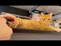 自分の爪を切られていることに途中までまるで気づかない猫 Cat cutting claws