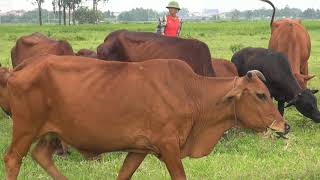 đàn bò khổng lồ ăn cỏ