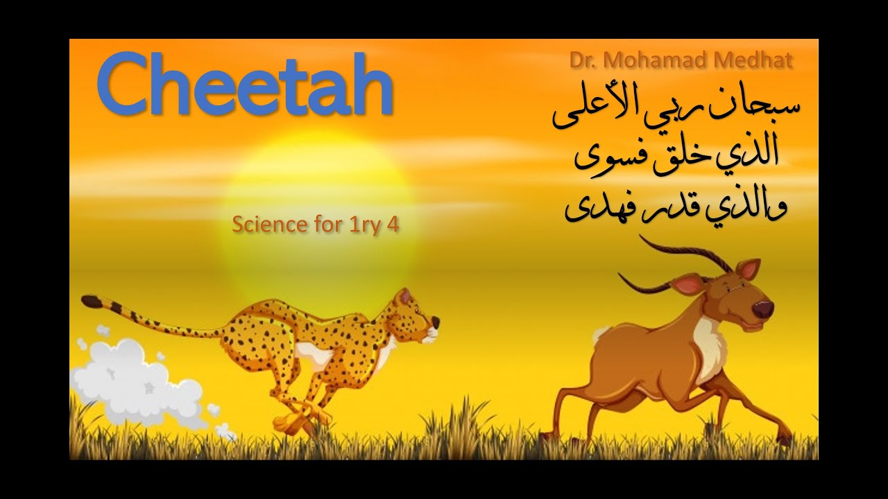 Cheetah YouTube cheetah-youtube