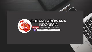 GUDANG AROWANA INDONESIA MASUK LAGI ARWANA PARTAI 80 EKOR !!!