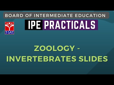 TSBIE IPE PRACTICALS || Zoology  - INVERTEBRATES SLIDES || T-SAT