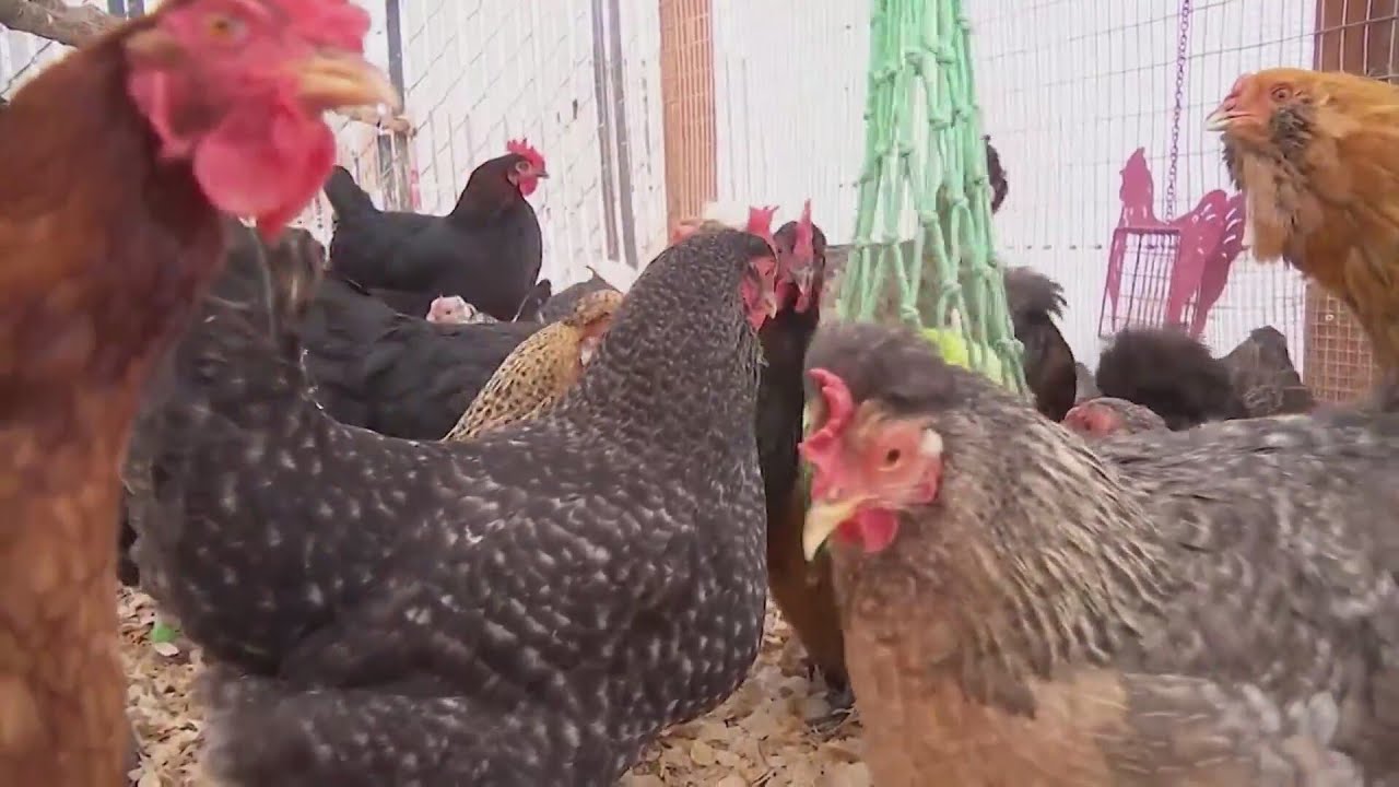 Egg prices soar as bird flu impacts farms across U.S. - YouTube
