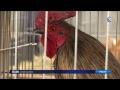 Ref:lvSO7vRgtN4 Neuvic : les coqs de p�che font mouche
