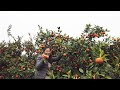 力洋镇的橘子红了，万亩柑橘大丰收 | Amazing Tangerines Harvesting in East China Village