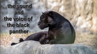 The Black Panther And Sound Of Black Panther