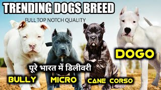 видео: Аргентинский дог | Кане Корсо | Американский Булли на продажу | Самое выгодное предложение на Кан... картинка: Аргентинский дог | Кане Корсо | Американский Булли на продажу | Самое выгодное предложение на Кан...