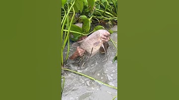 Amazing fisherman skills that are on another level!
